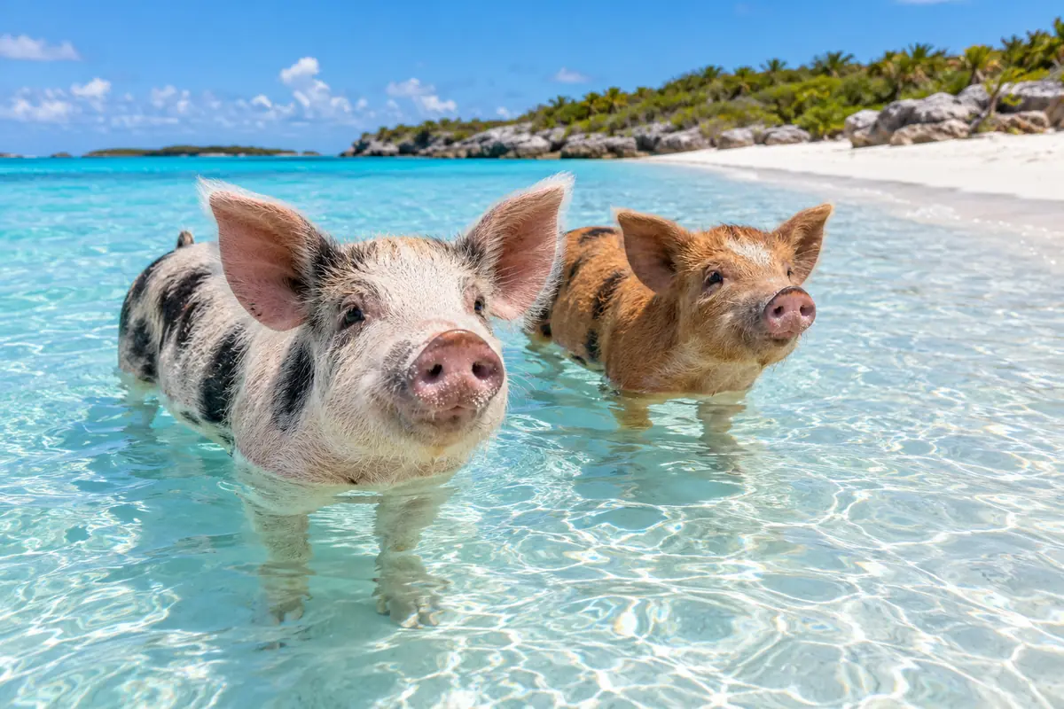 Bahamas Swimming Pigs Tour